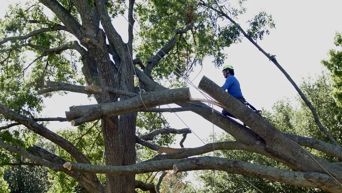 Professional Crown Thinning performed by certified arborists in Boons Camp